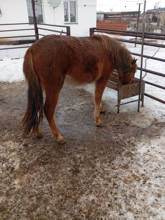 Семіз откормда тұр