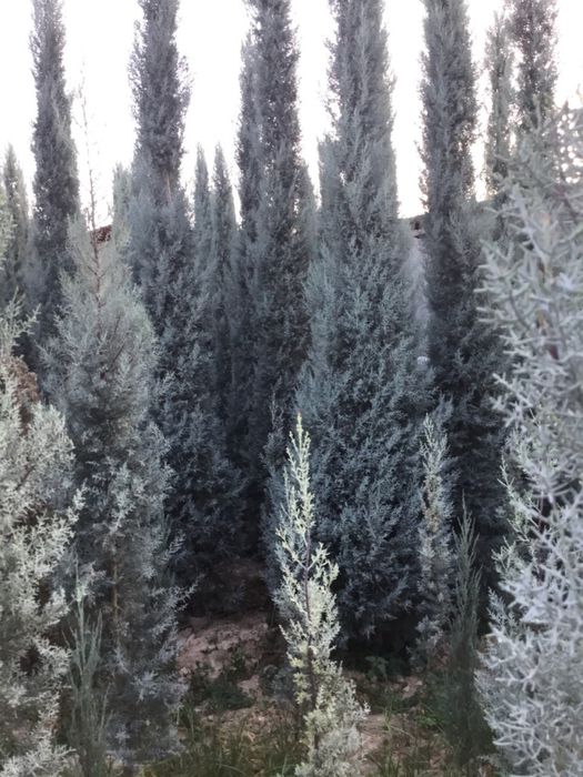 Kiparis Arizonika Archalari Sotiladi