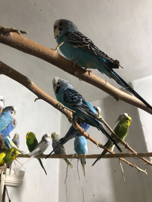 Взрослые рабочие чехи