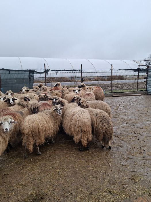 Vand 36 de oi tinere