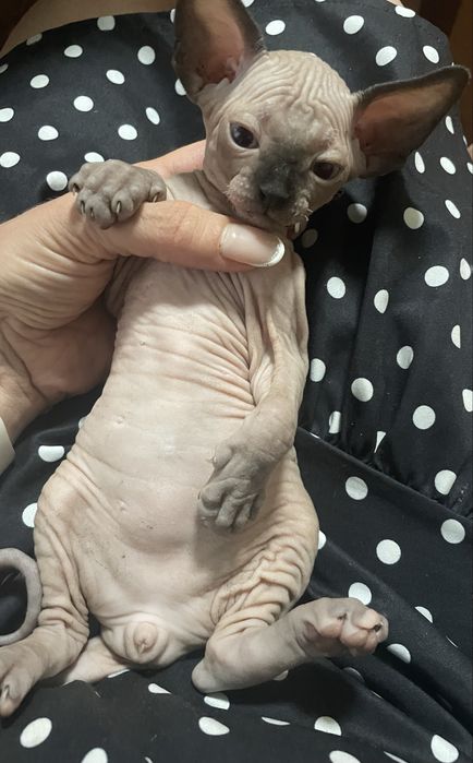 Котенца канадски сфинкс и елф