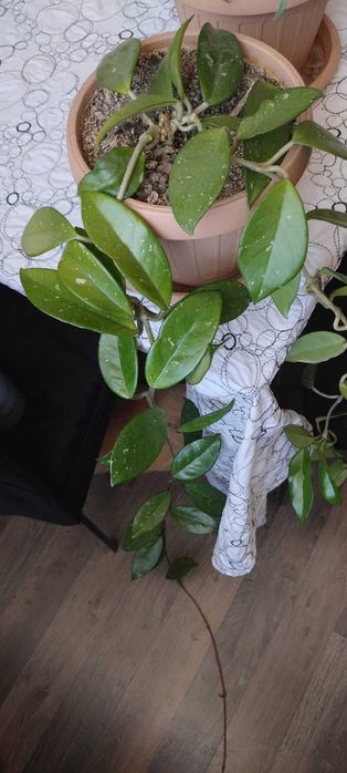 Butasi si plante adulte Lacrima Maicii Domnului, Hoya Carnosa