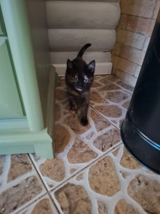 Котята 2 месяца