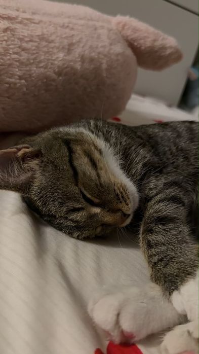 отдадим котика бесплатно