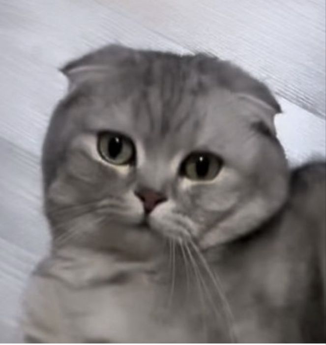 Кот 5-лет бесплатно ххххххх