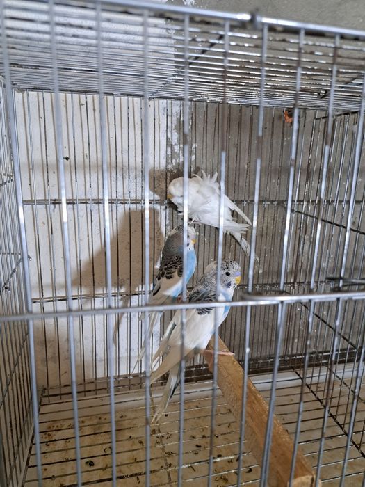 Volnistiy popugay va babochka