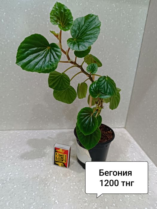Цветы комнатные  в горшках