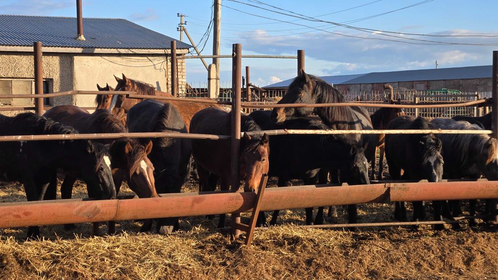 Лошади с откорма