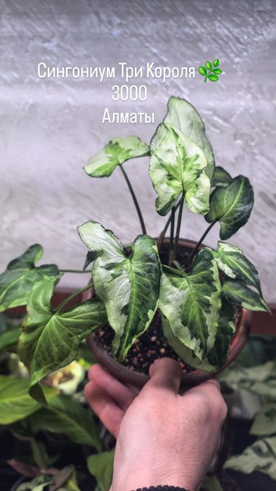 Комнатные растения