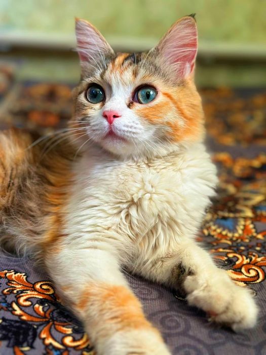 Отдам кошечку в добрые руки