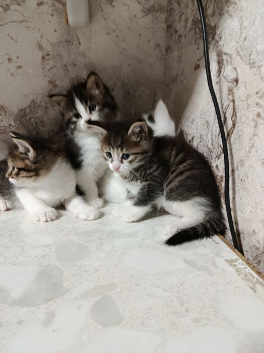 Продаются котята