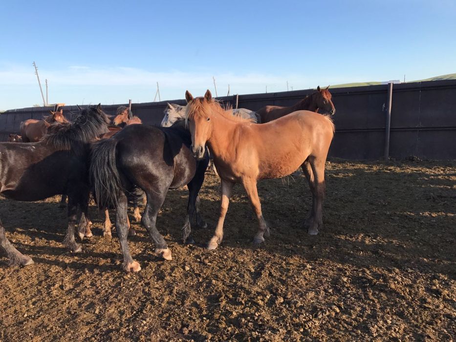 Тай, құнан, байтал