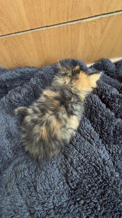 котенок бесплатно