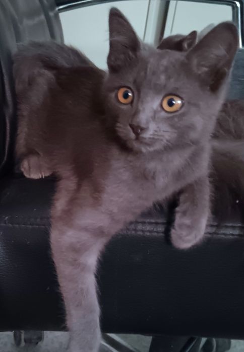 Котята бесплатно