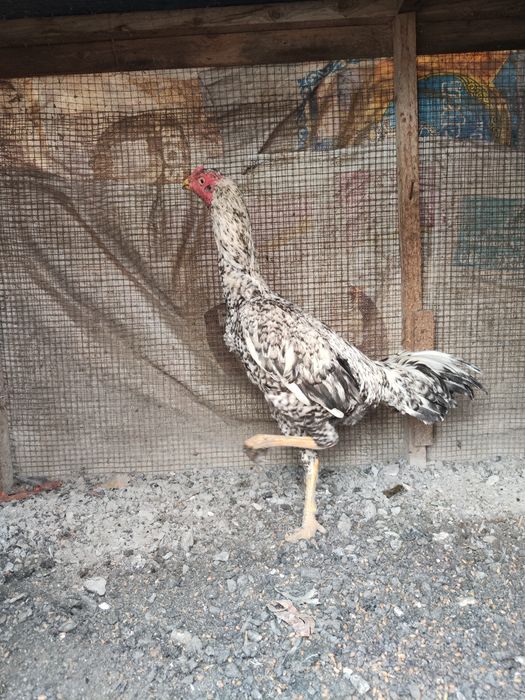 бойцы дакан шамо