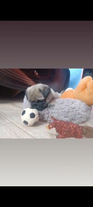 Мопсы чистокровные