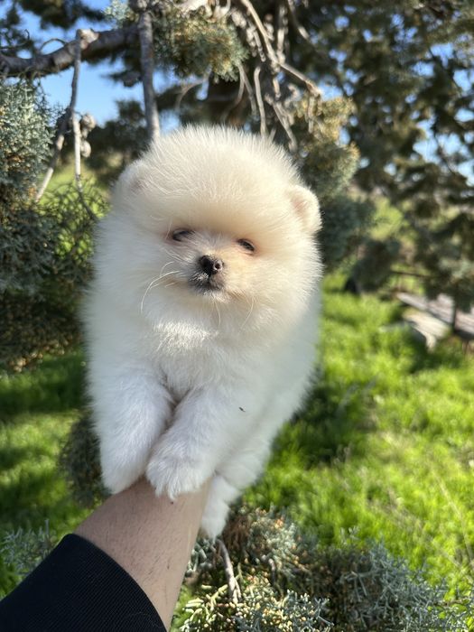 Мини Померан.