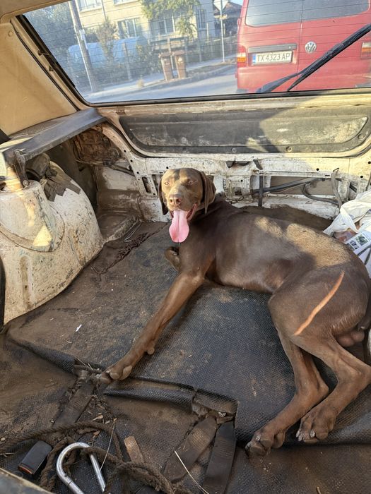 Продавам ловджийско куче мъжко курцкар