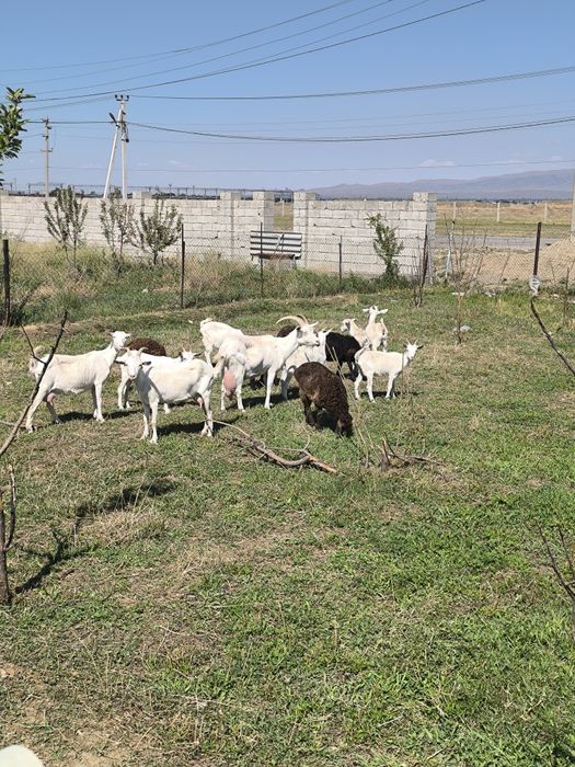 Занен ешкі лағымен