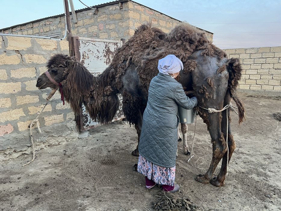 Боталы туйе. Боталы түйе.