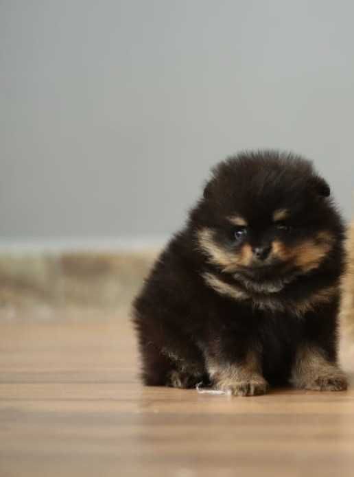 Продам щенков померанского шпица