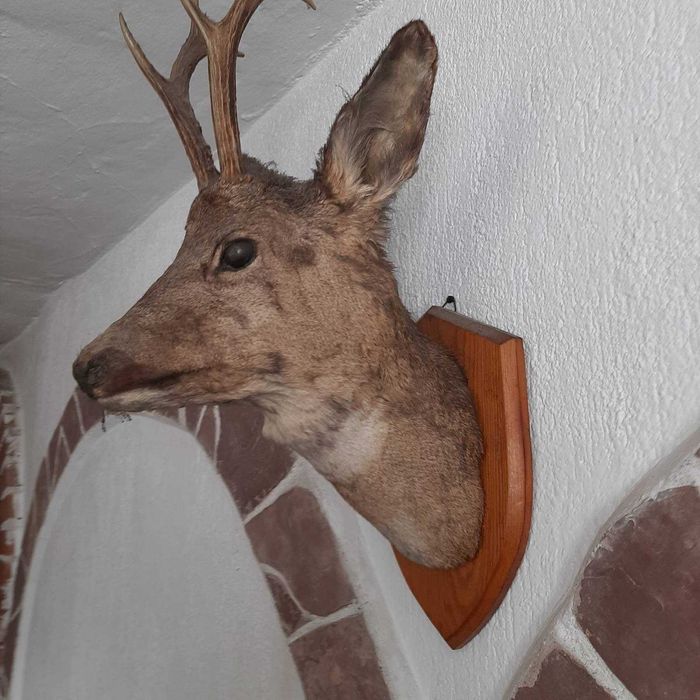 Антика Трофей от сръндак за декорация стена