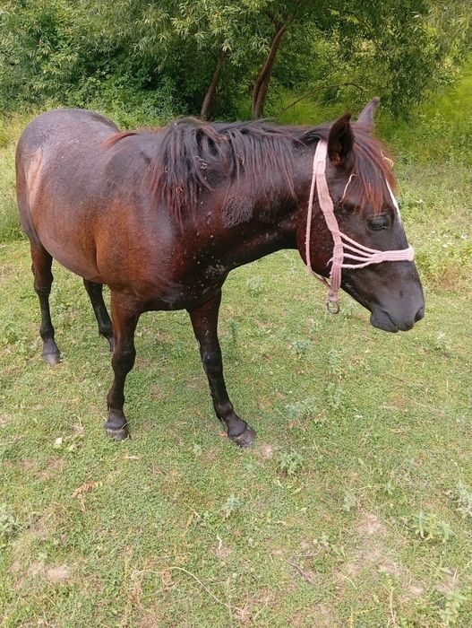 Mânz de 1 an și 2 luni
