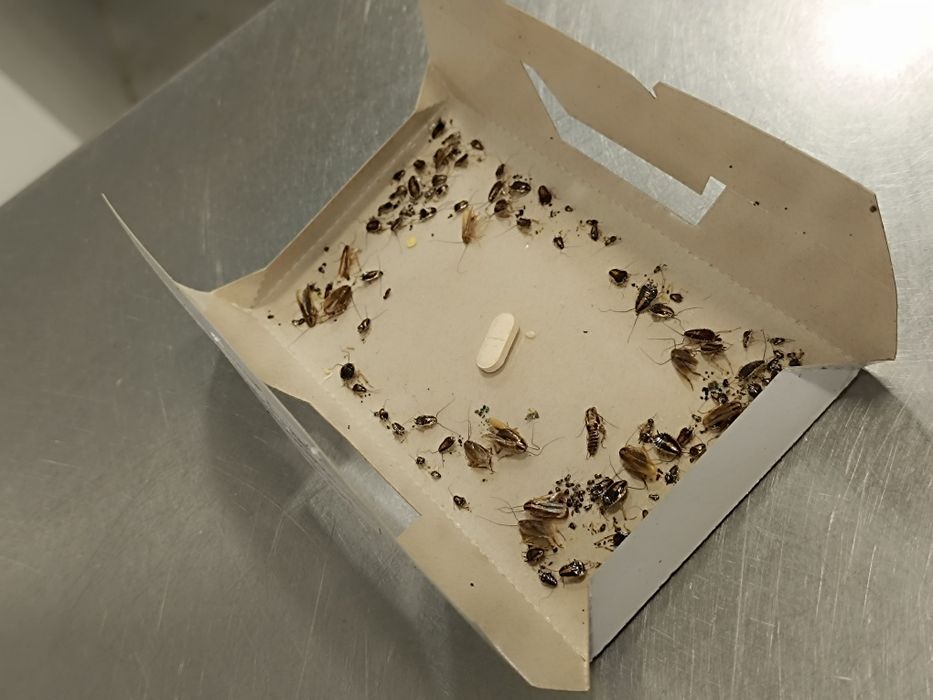 ДЕЗИНФЕКЦИЯ! Гарантия результата! Тараканы, клопы, крысы и др. вредите