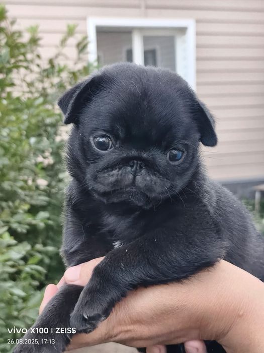 Продам шикарного щенка мопсика