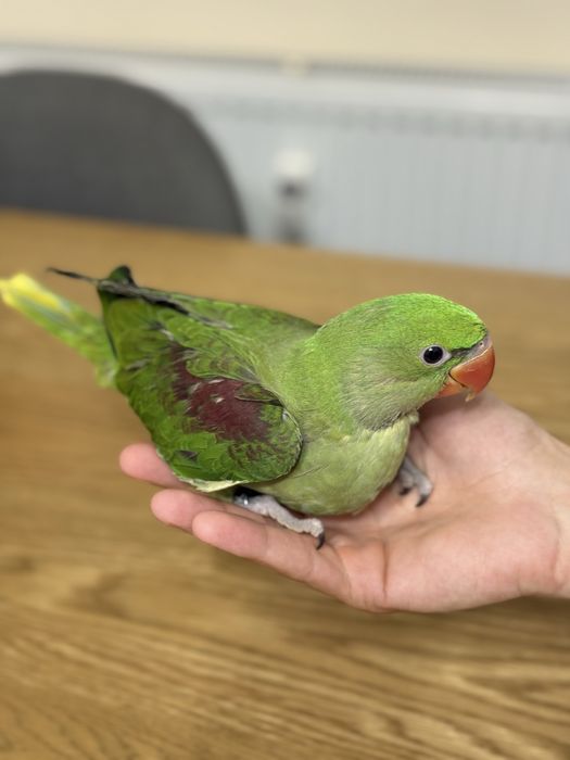 Ръчно хранен Голям Александър