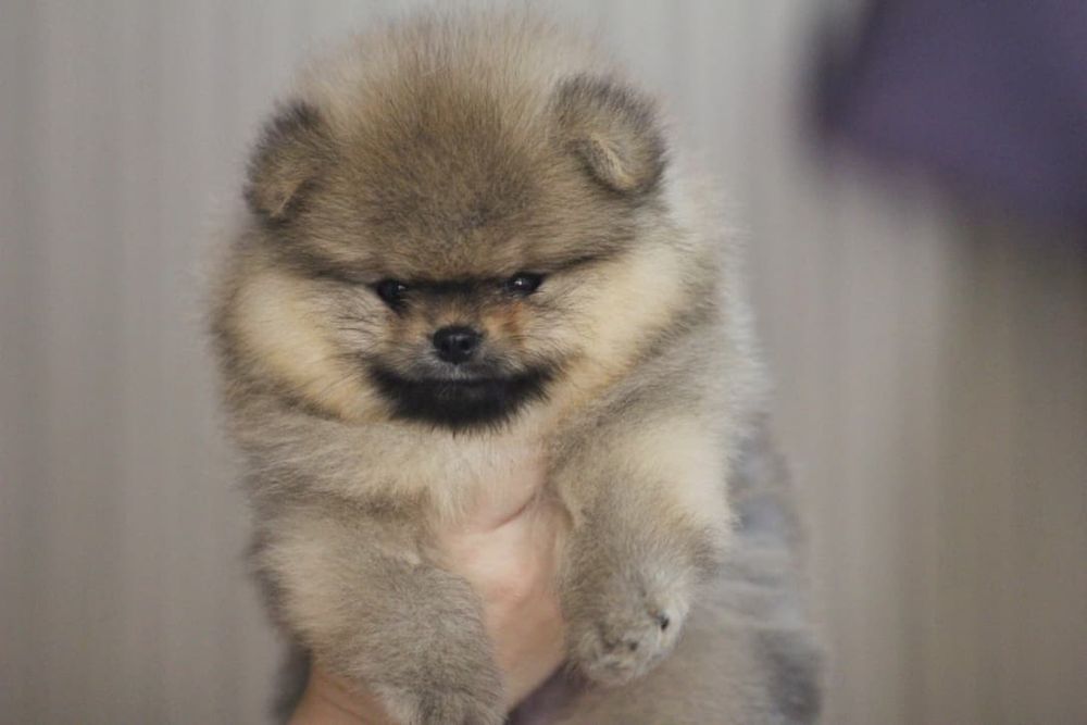 Предлагается мальчик померанского шпица