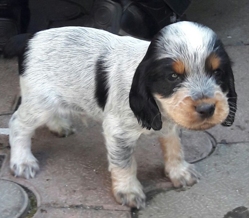 Кобелёк ищет самочку-спаниеля для вязки.