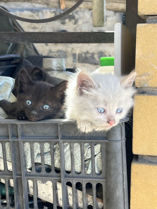Отдам котят даром