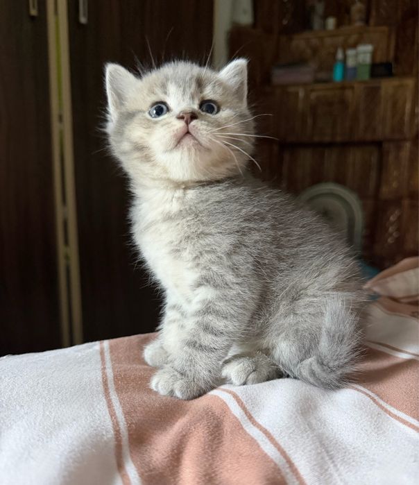 Puiuti British Shorthair si Scottish Fold