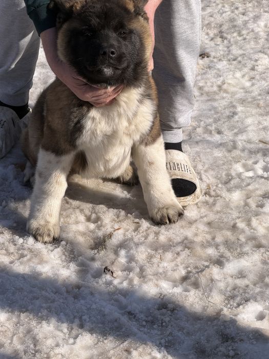 Щенки американской акиты