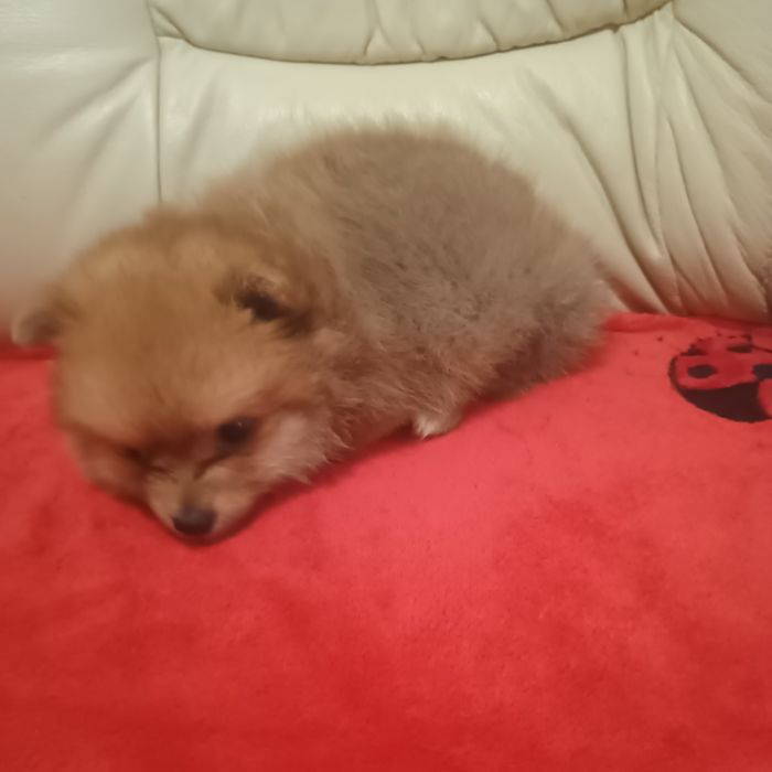 Fetiță Pomeranian Toy
