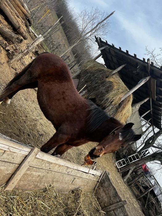 Vând iapa bună de munca