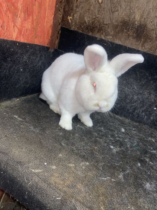 Neozeelandez alb masculi si femele