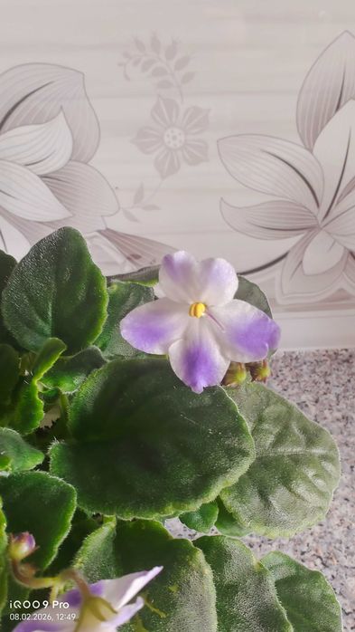 Фиалка сорт НД Мурзилка есть доставка