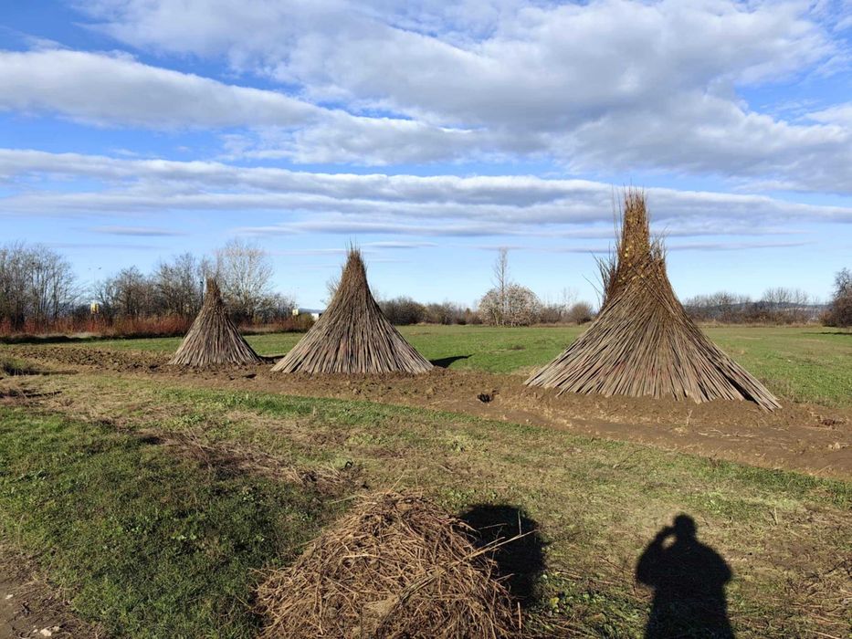 Тополови фиданки