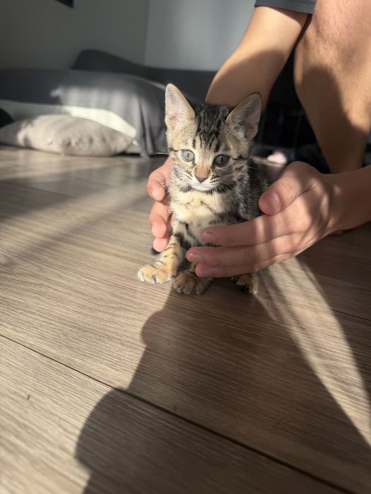 Продам котенка Бенгал