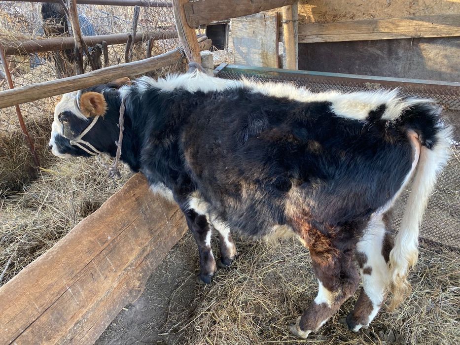 Продам быков 1 год