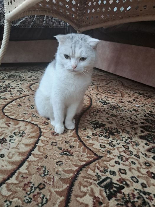 Mushuk scottish fold 1 yoshga toʻlmagan
