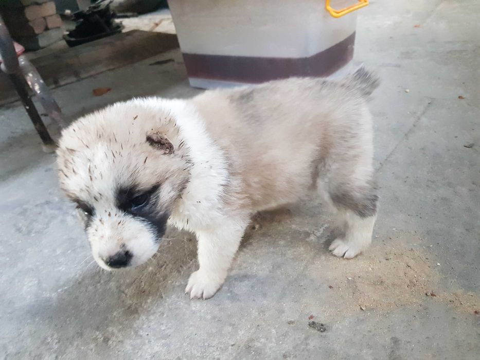 Алабай САО 1месяц