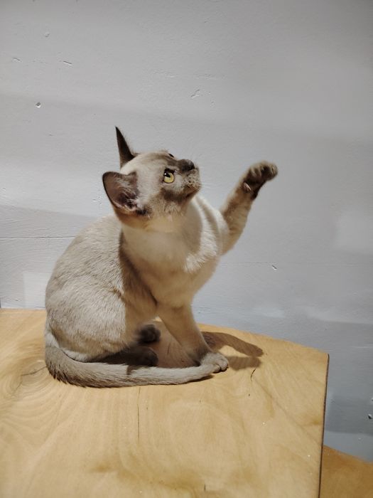 Европейская бурма