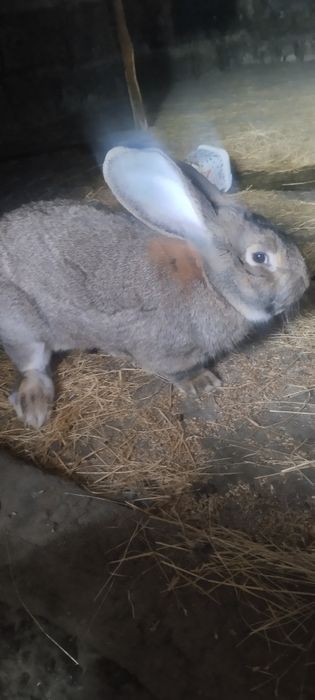 Продам крола породы Фландер