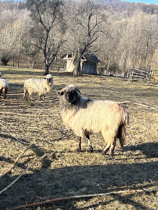 Oi tinere disponibile