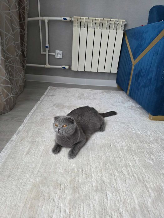 Домашняя кошка хороший