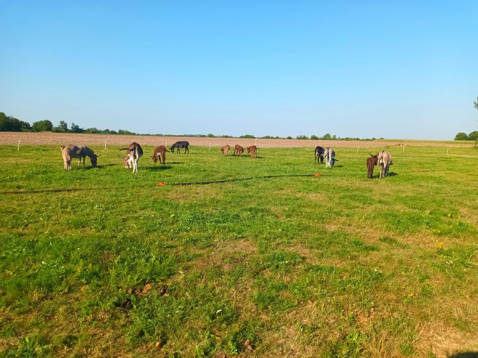 Vând lapte de măgăriță Premium.