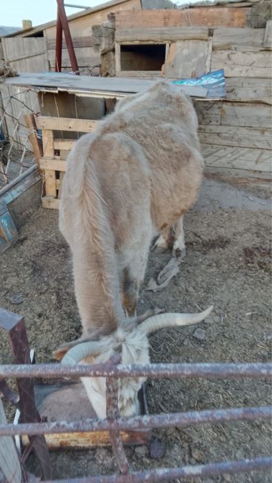Продам стельную корову